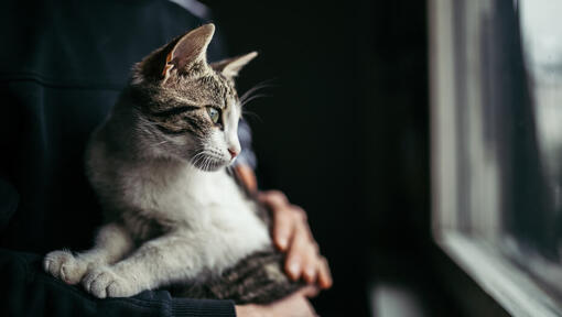 Cat Dementia: Signs and Treatment | Purina